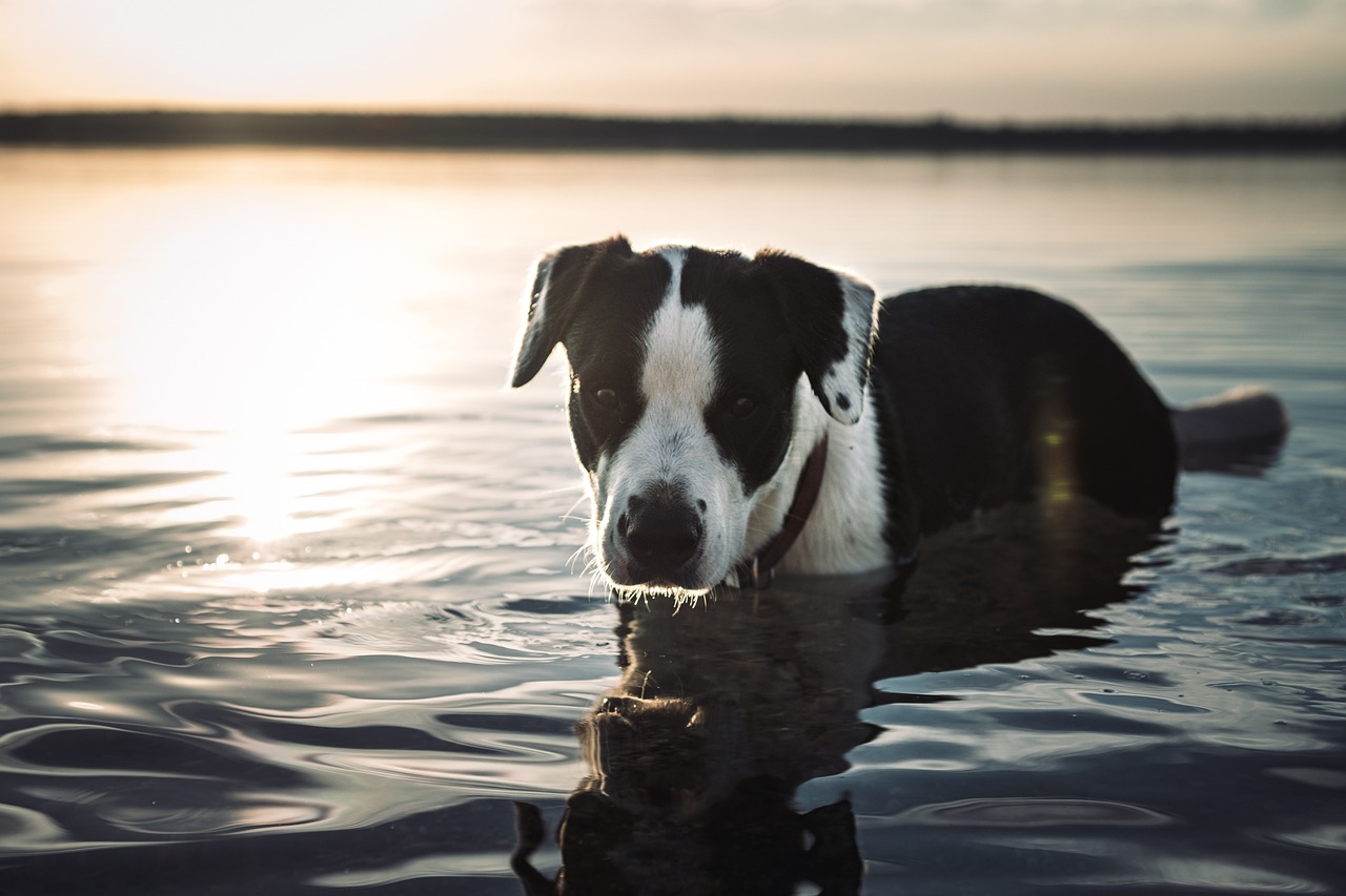 dog, lake, sunset-7396912.jpg